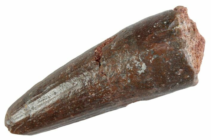 Fossil Spinosaurus Tooth - Feeding Worn Tooth #367941